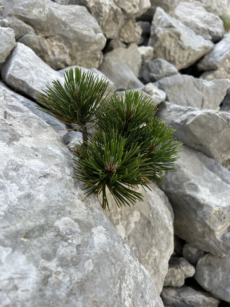 Pinus Heldreichii