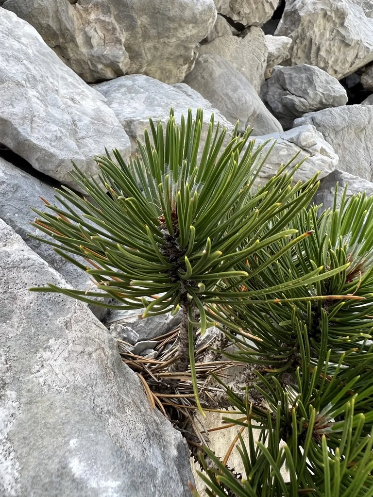 Pinus Heldreichii