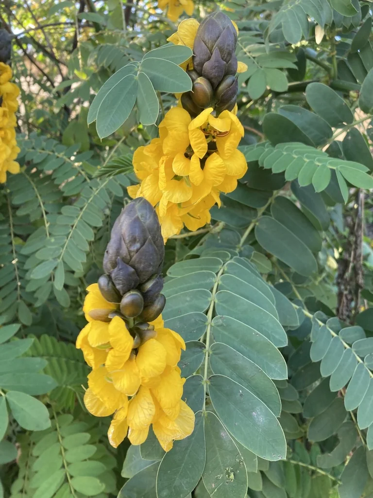Senna Didymobotrya