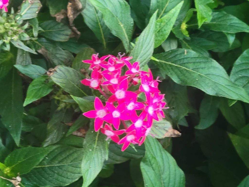 Pentas lanceolata