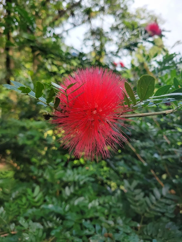 Calliandra Haematocephala
