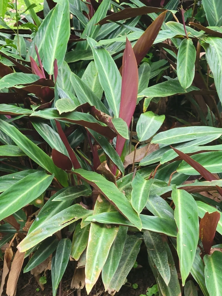 Stromanthe sanguinea