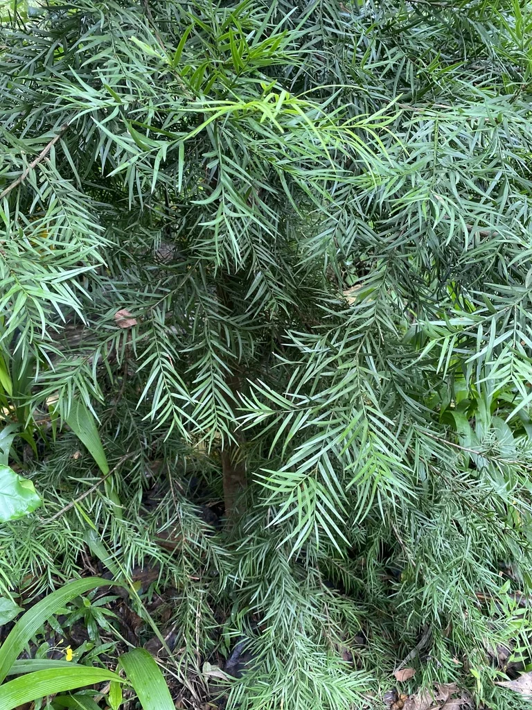 Afrocarpus Falcatus