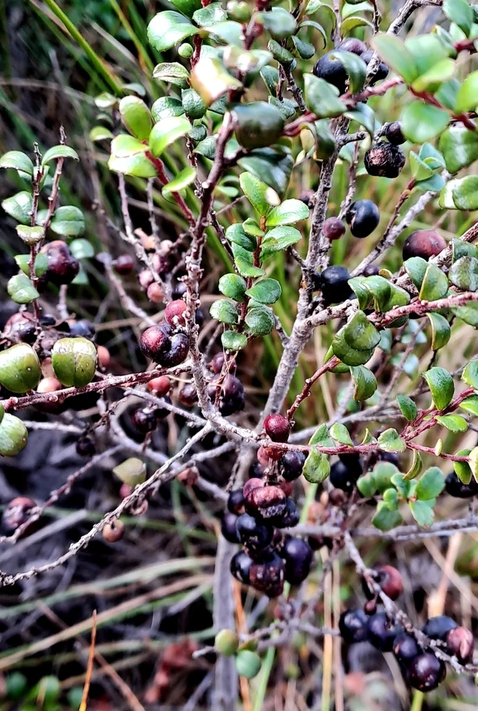 Myrsine Africana