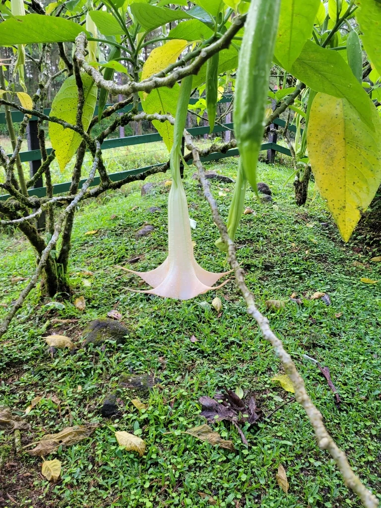 Brugmansia Suaveolens