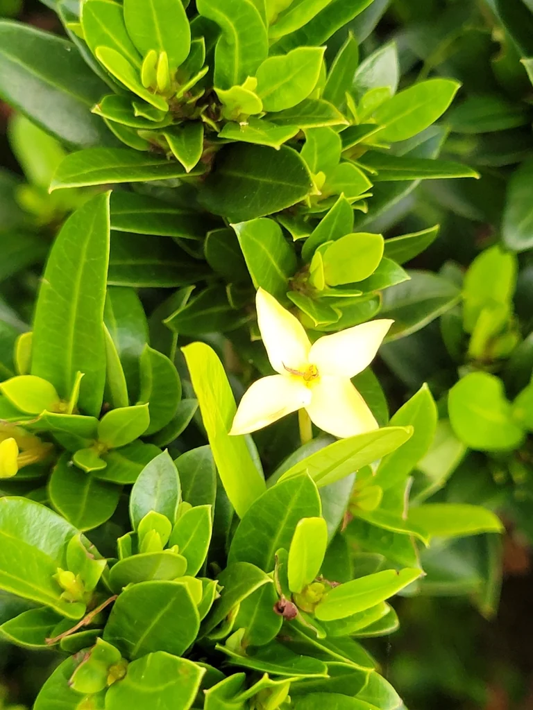 Ixora Coccinea
