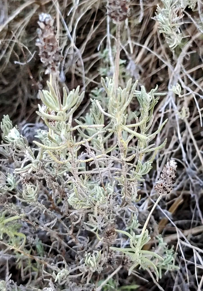 Lavandula Dentata