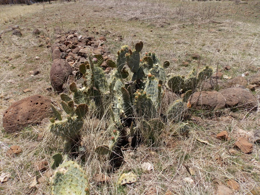 Opuntia Robusta