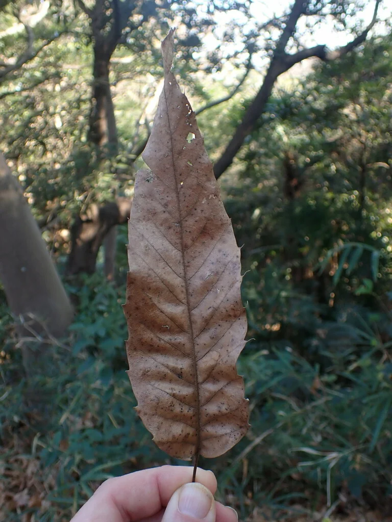 Quercus Acutissima