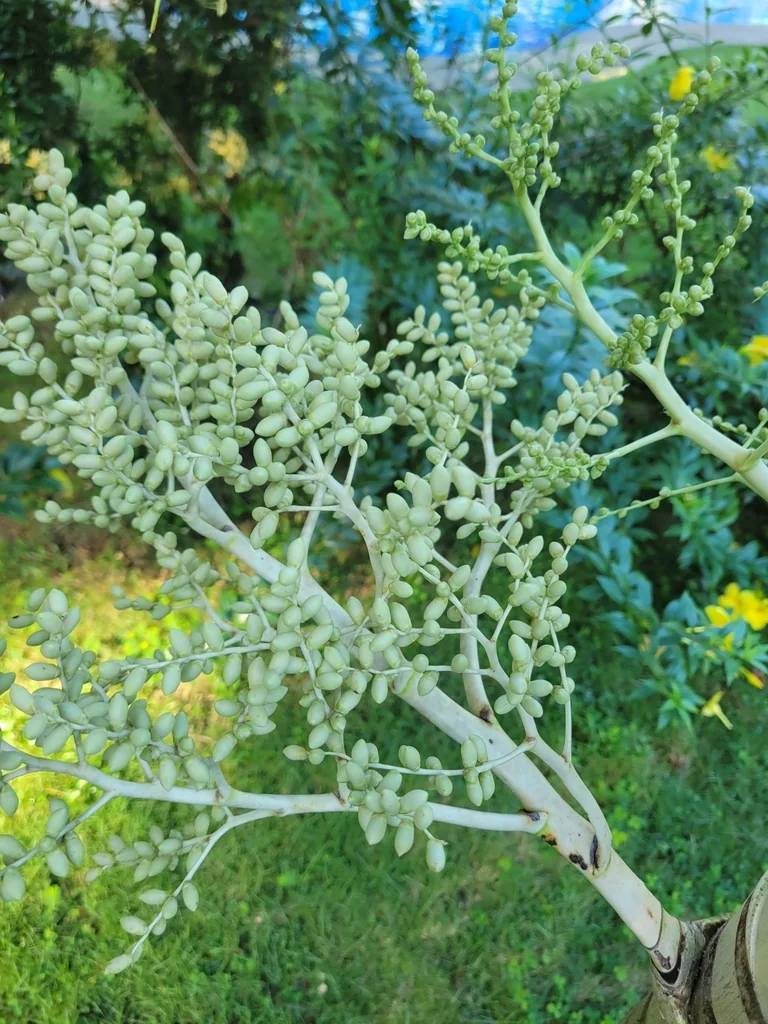 Adonidia Merrillii