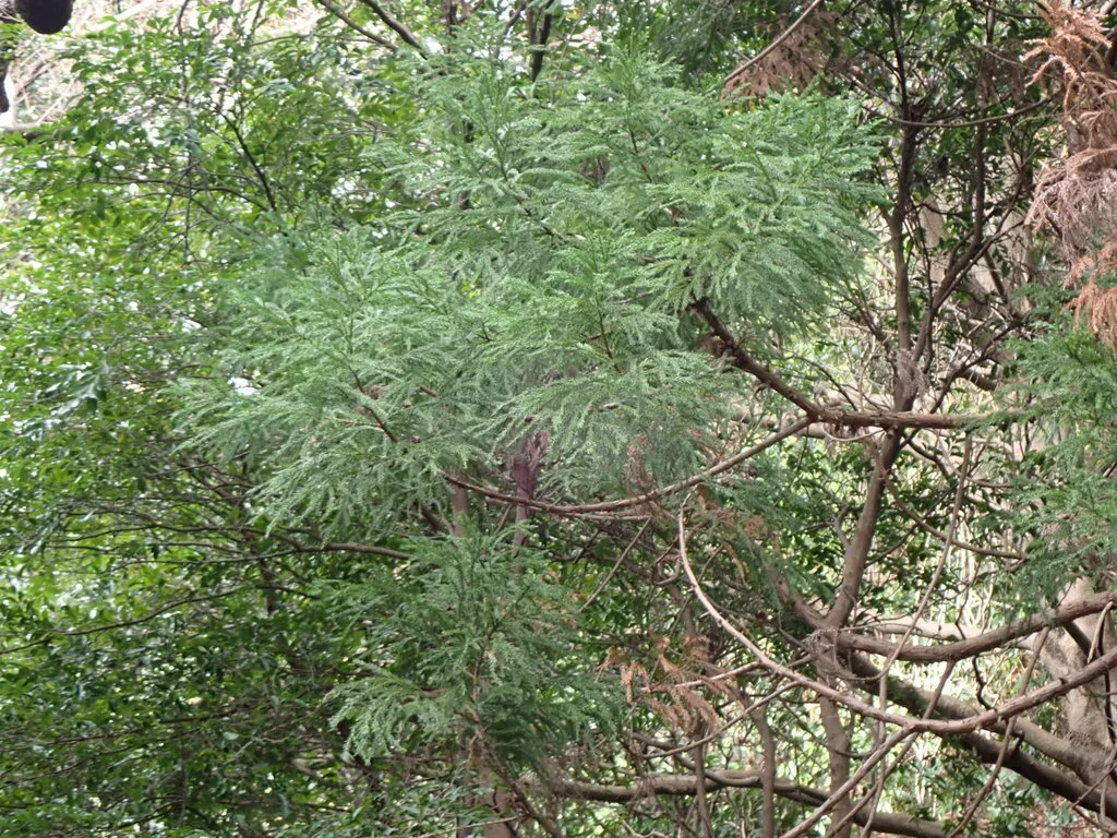 Cryptomeria Japonica