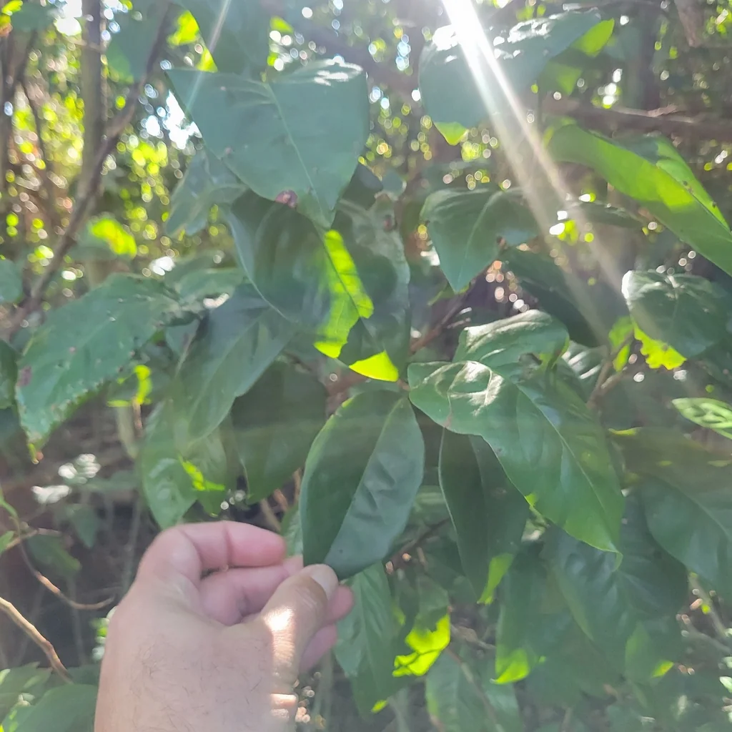 Coccoloba Diversifolia