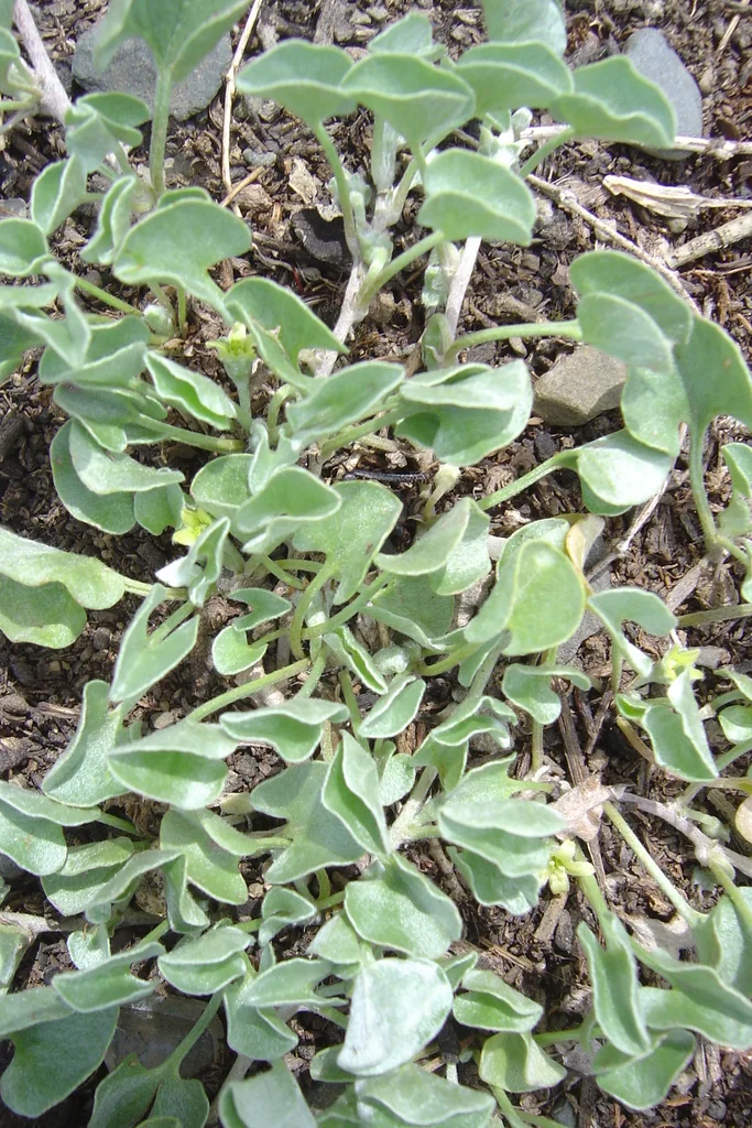 Dichondra argentea