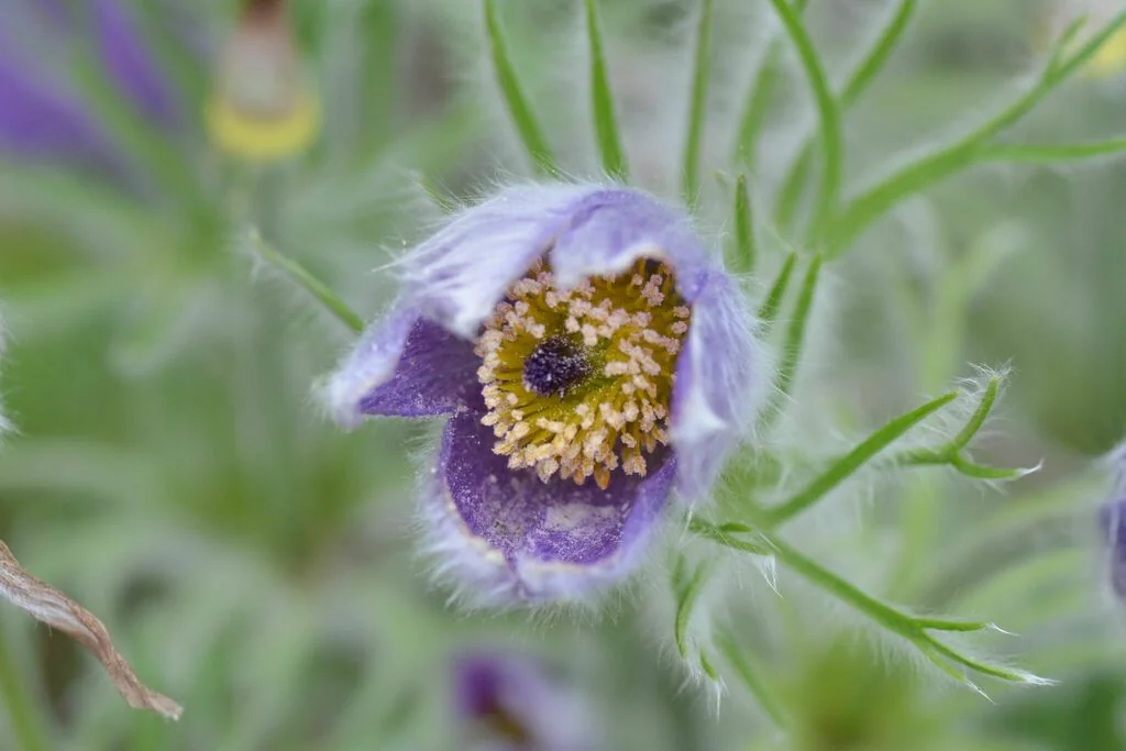Pulsatilla Vulgaris