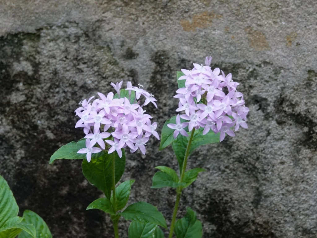 Pentas lanceolata
