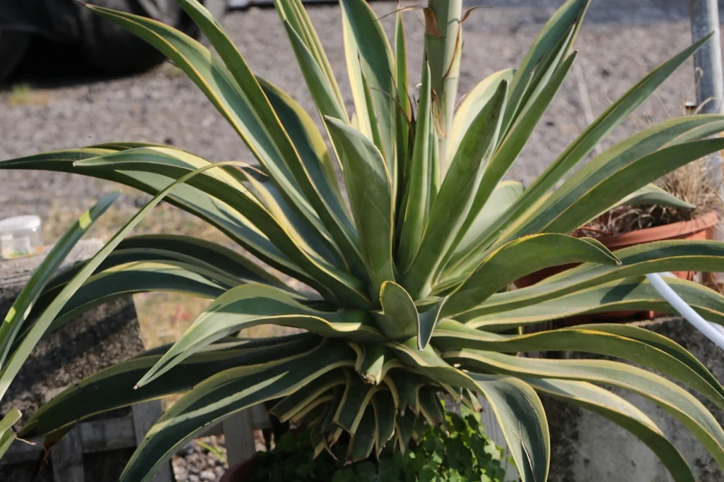 Agave Desmetiana