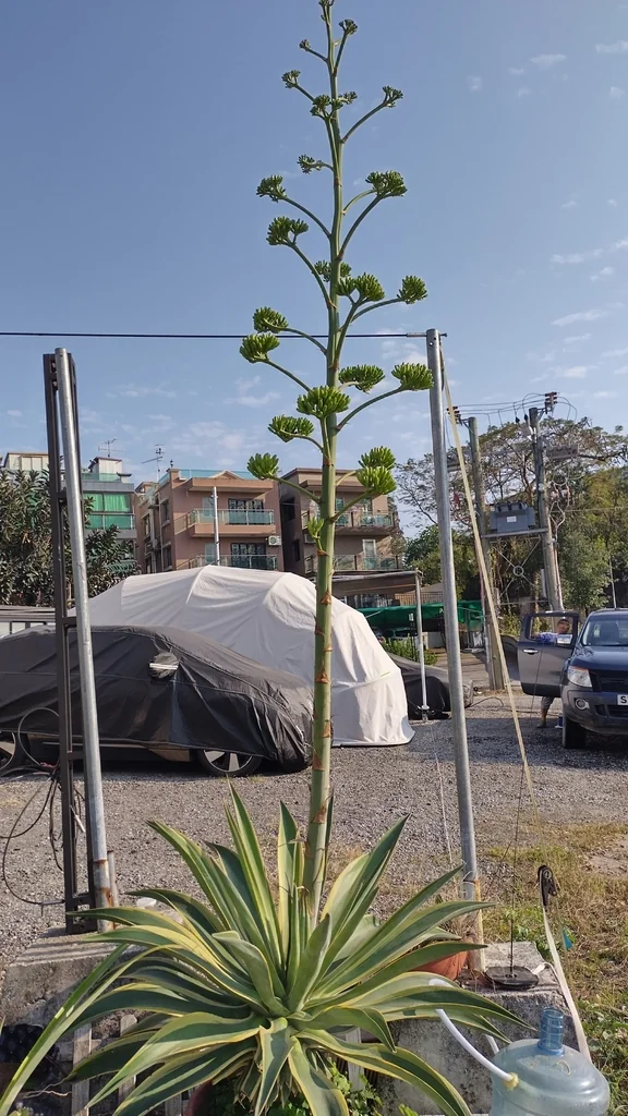 Agave Desmetiana