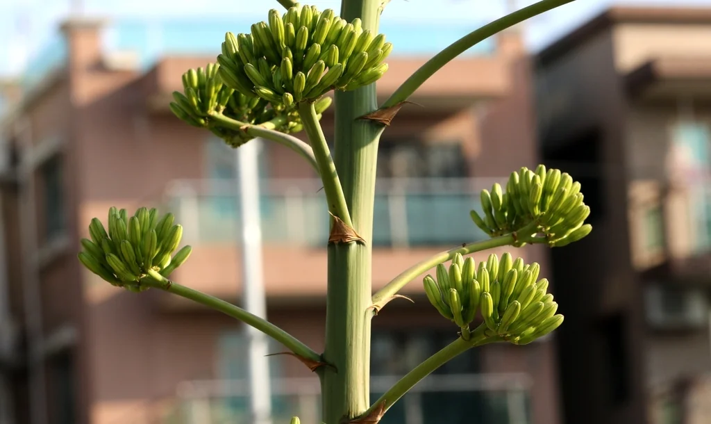 Agave Desmetiana