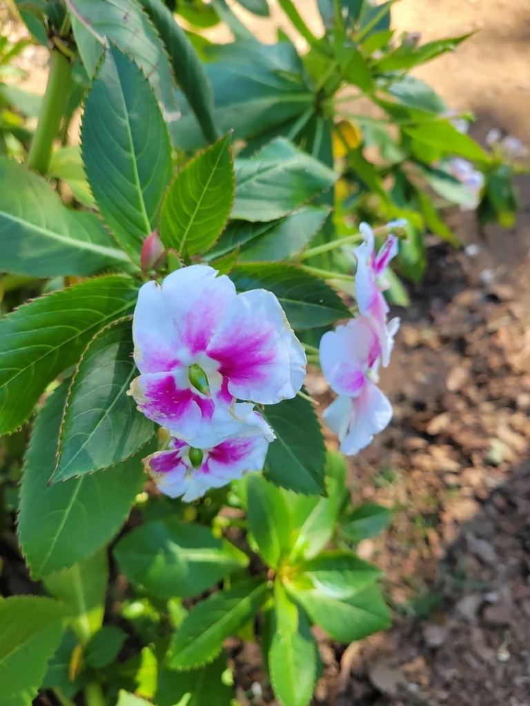 Impatiens Sodenii