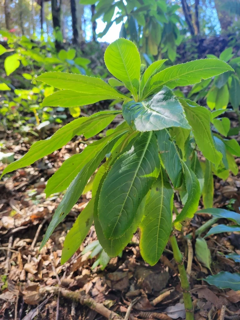Impatiens Sodenii