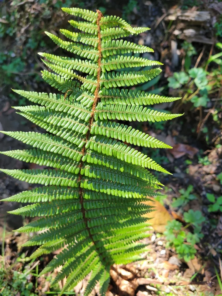 Dryopteris wallichiana