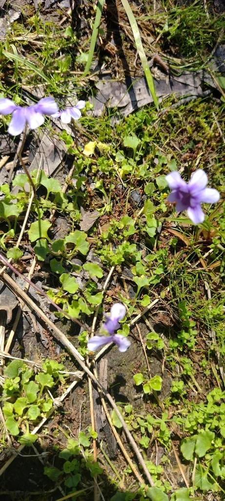 Viola hederacea