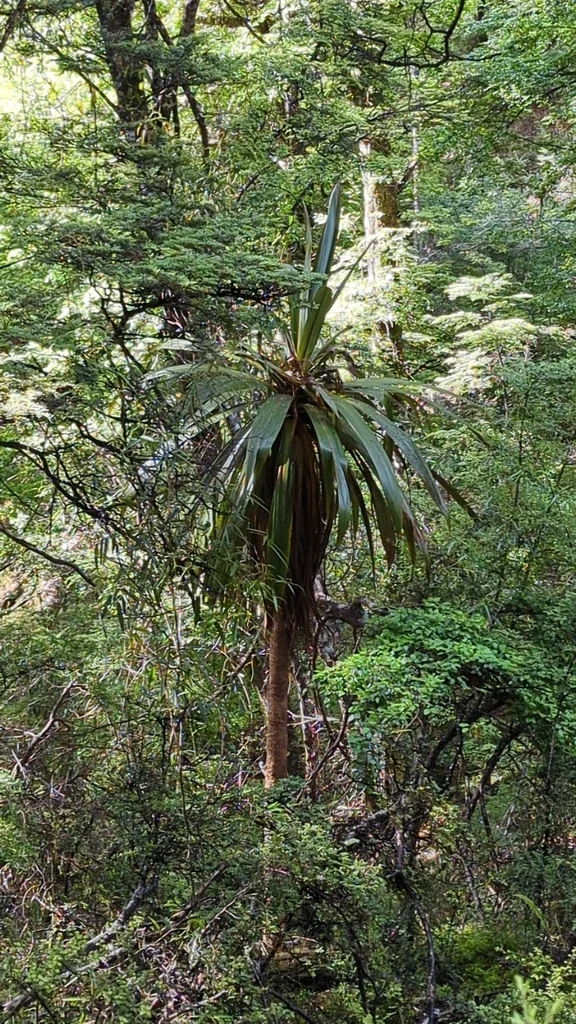 Cordyline Indivisa