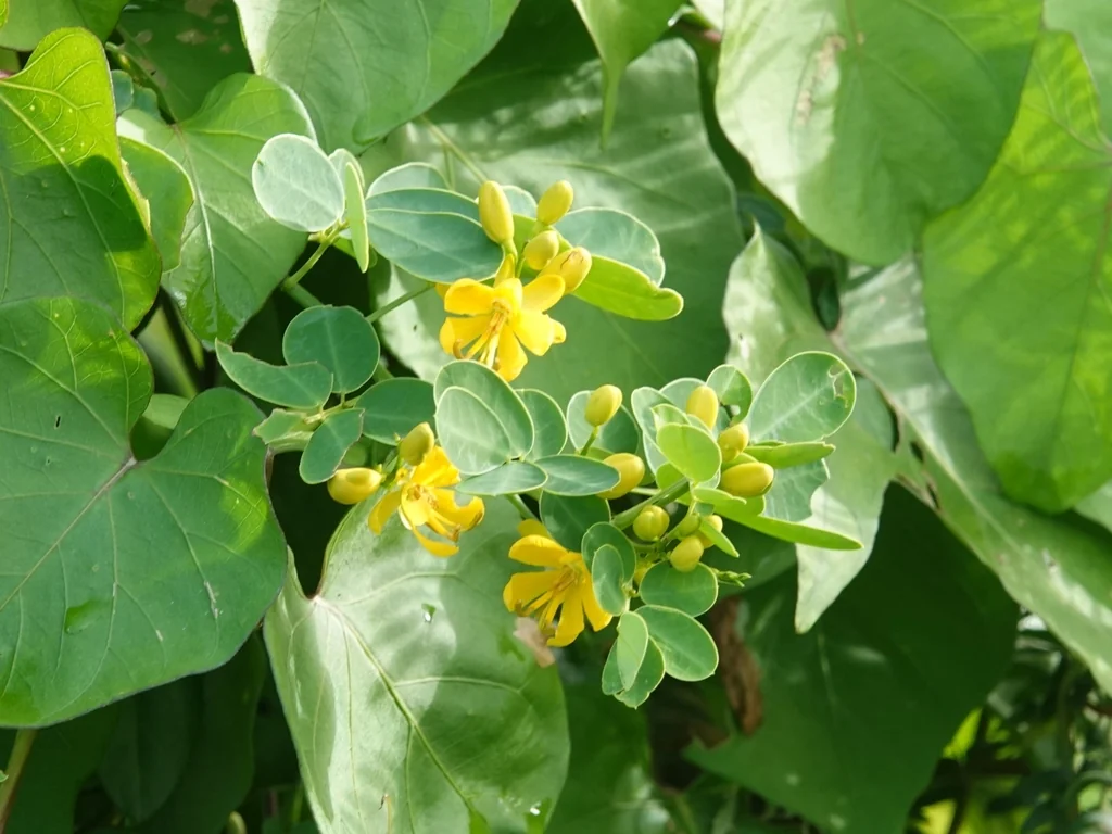 Senna Bicapsularis