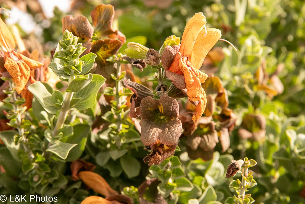 Salvia Africana-Lutea