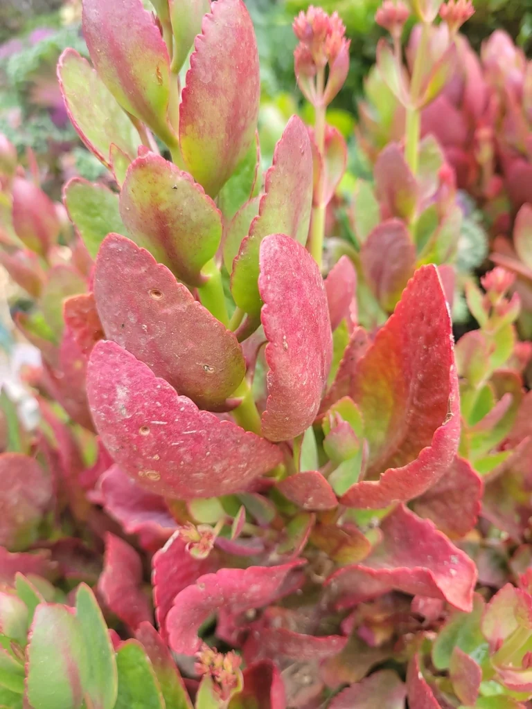 Kalanchoe Blossfeldiana