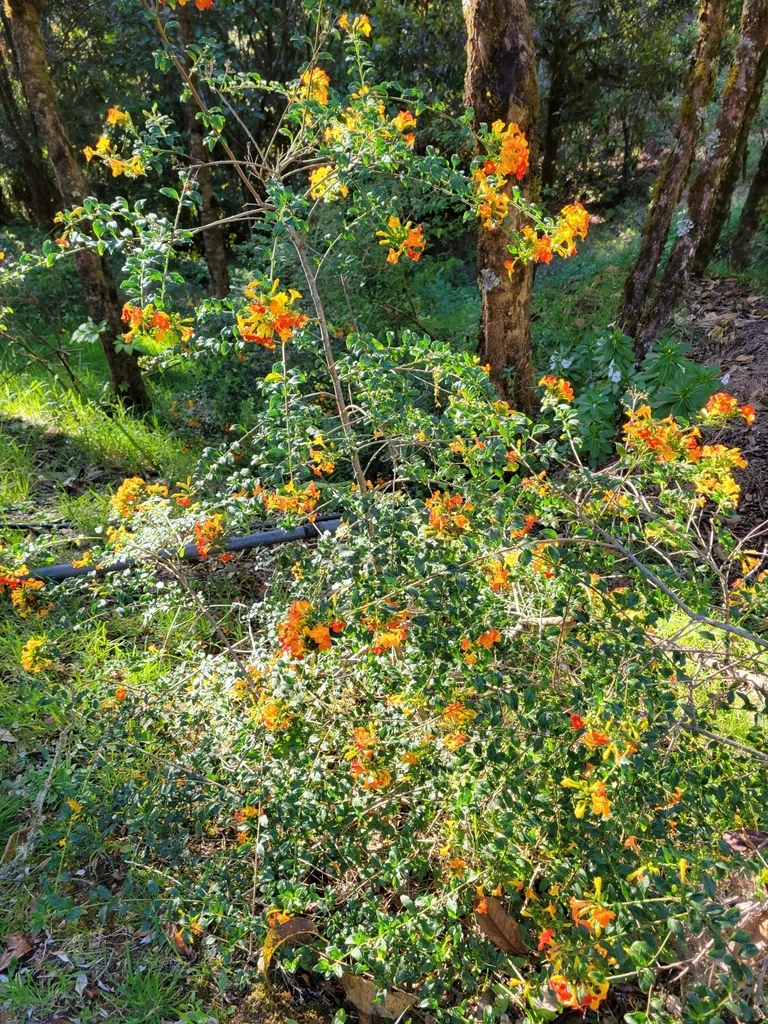 Streptosolen Jamesonii