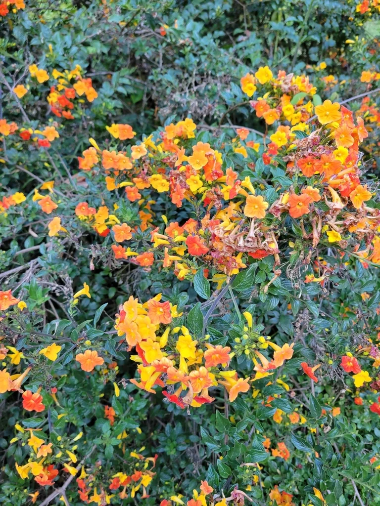 Streptosolen Jamesonii