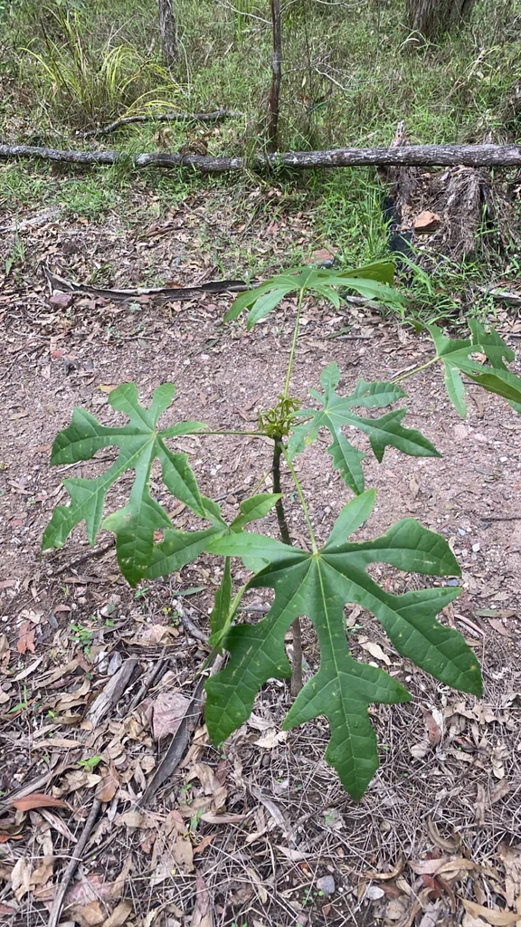 Brachychiton Acerifolius