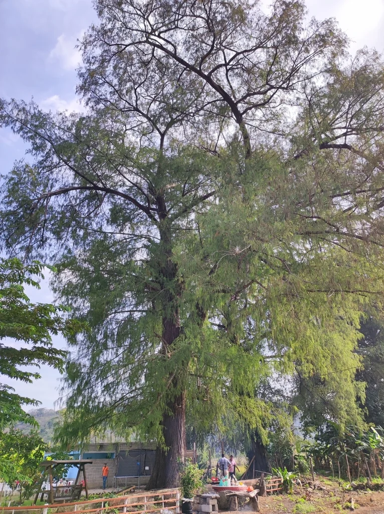 Taxodium Mucronatum