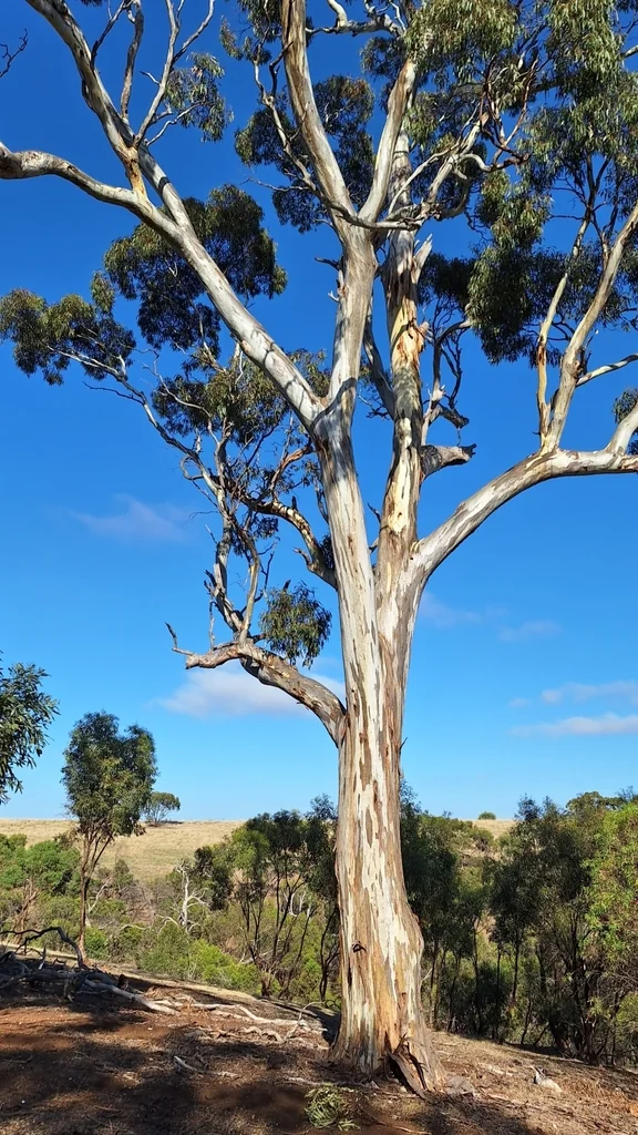 Eucalyptus Leucoxylon