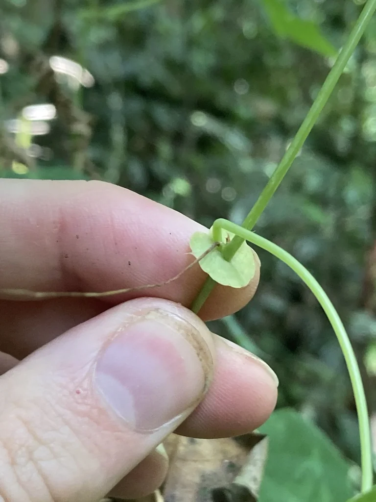 Passiflora Membranacea