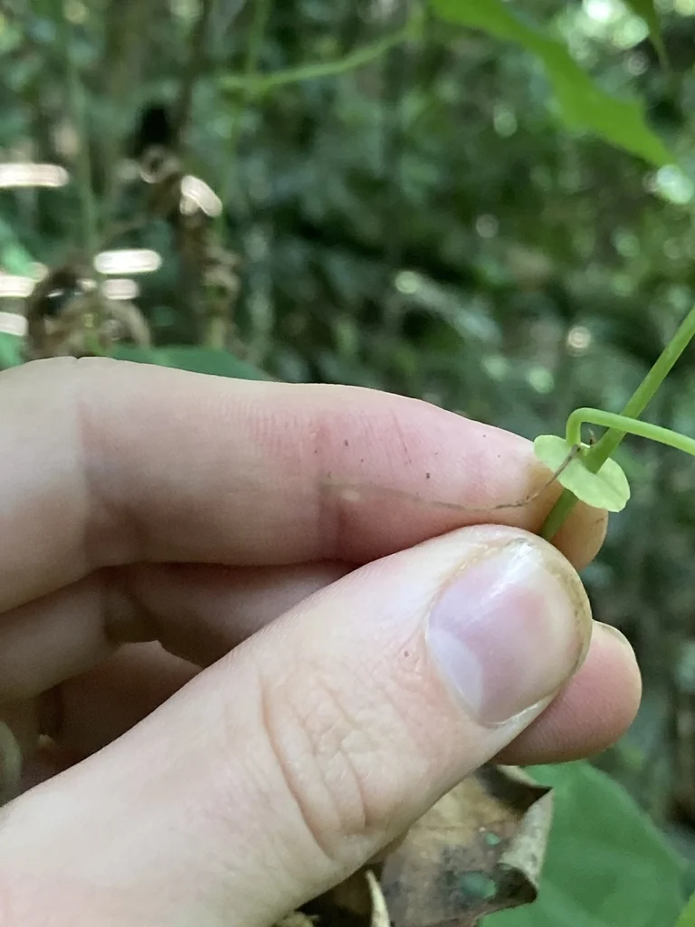 Passiflora Membranacea