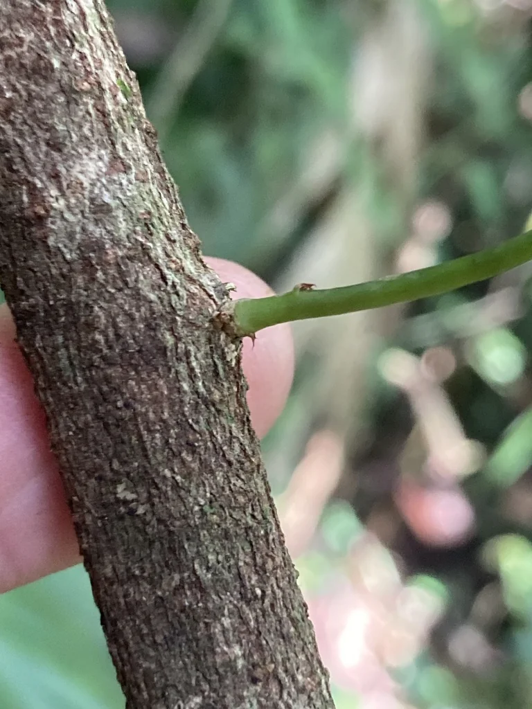Passiflora Membranacea