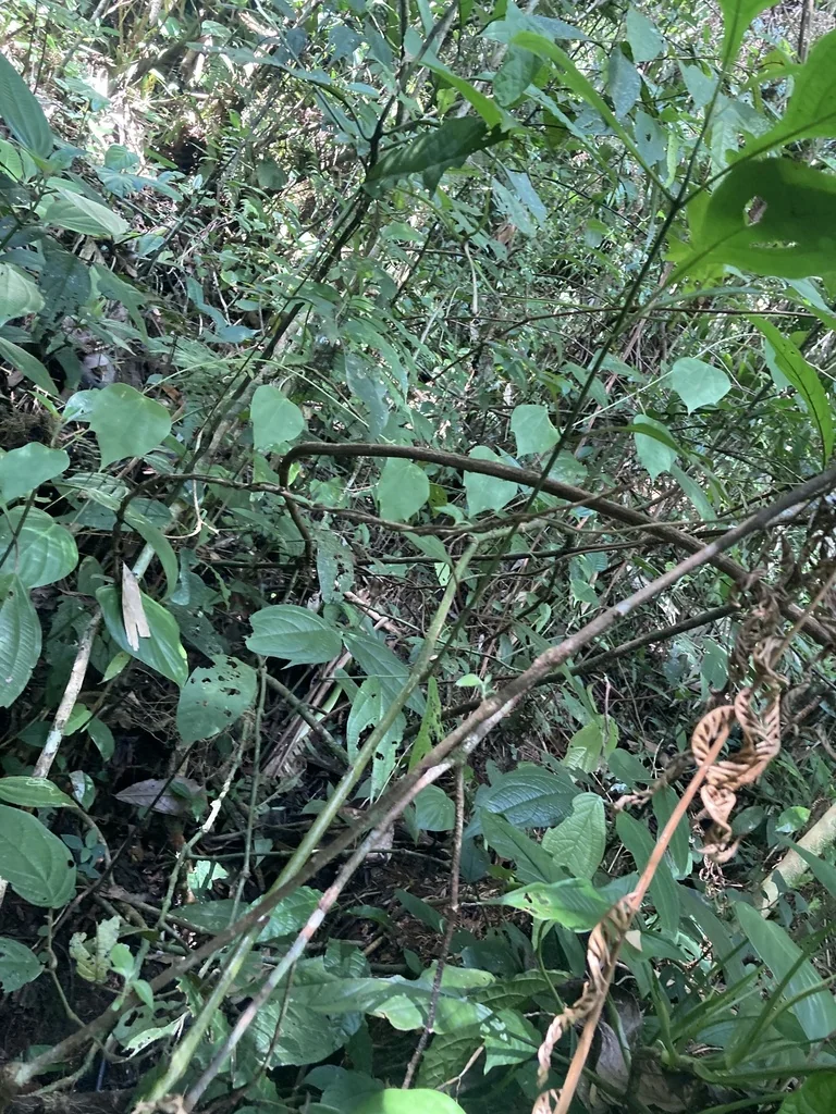 Passiflora Membranacea