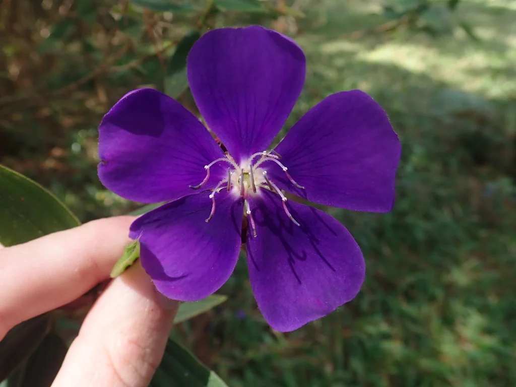 Tibouchina Urvilleana
