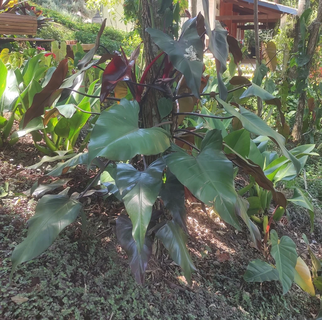 Philodendron erubescens
