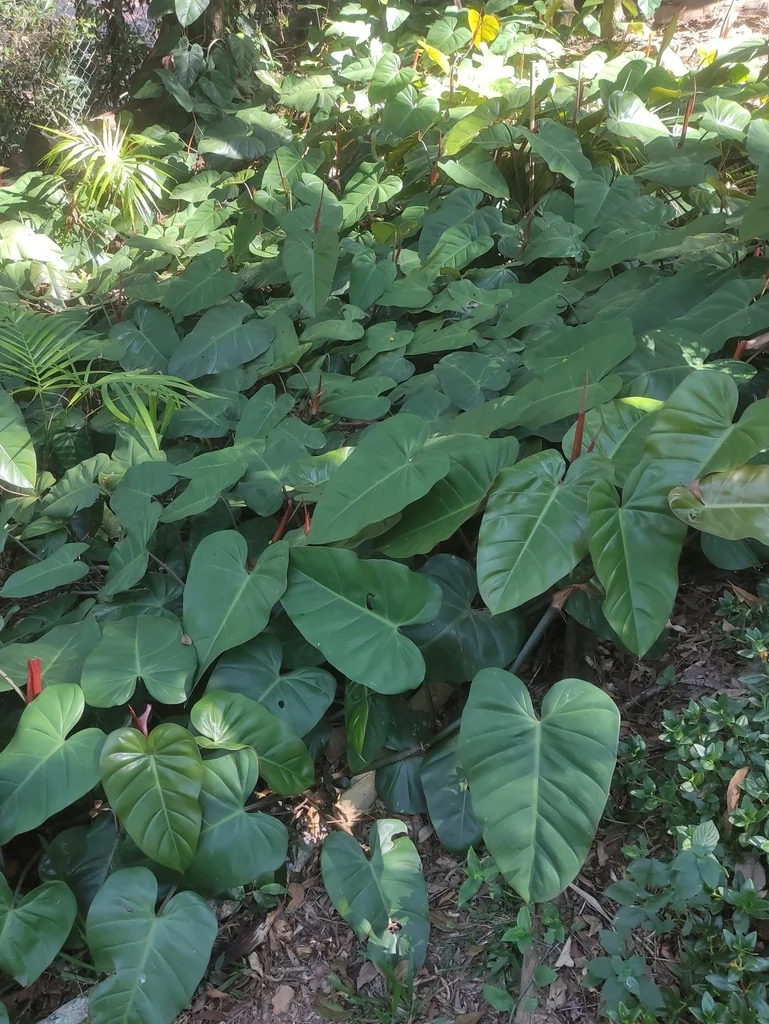 Philodendron erubescens