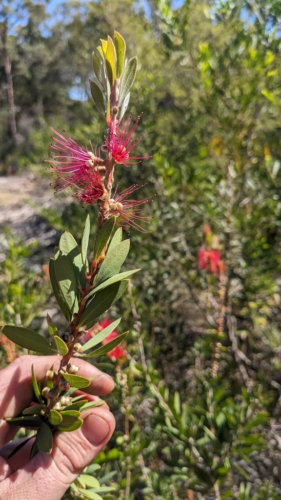 Callistemon Lanceolatus