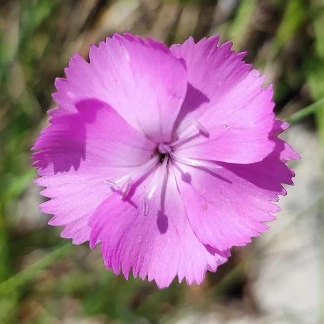 Dianthus Caryophyllus