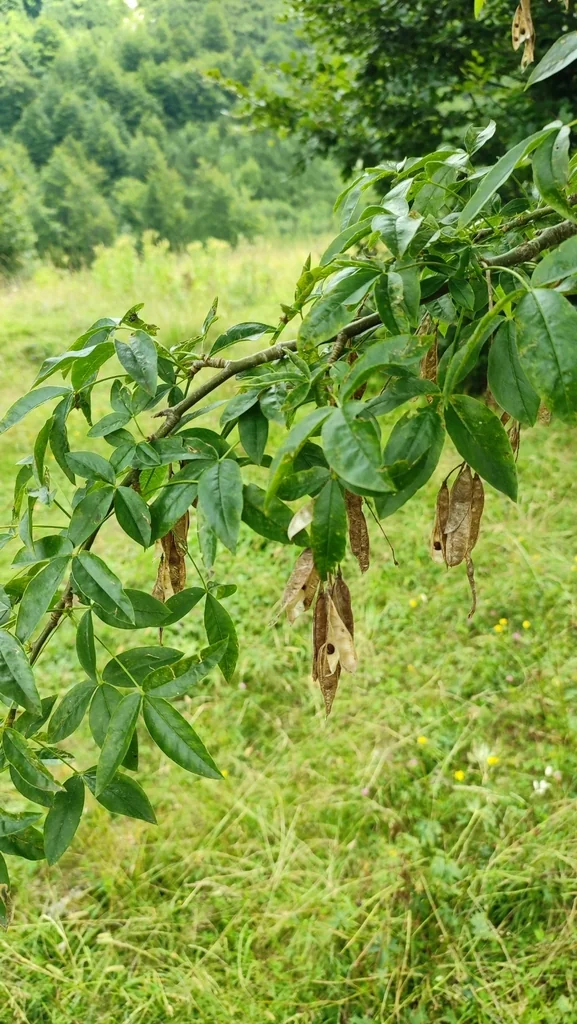 Laburnum Alpinum
