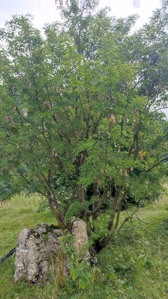 Laburnum Alpinum