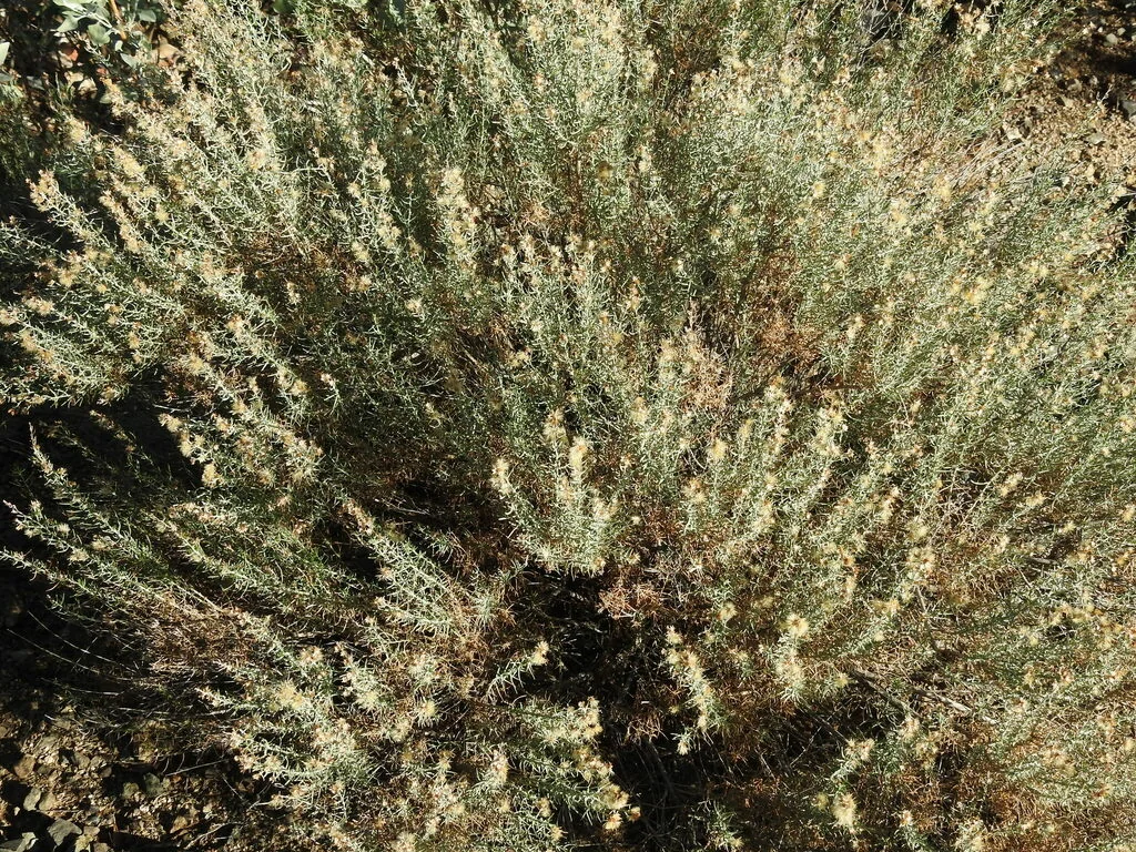 Ericameria Laricifolia
