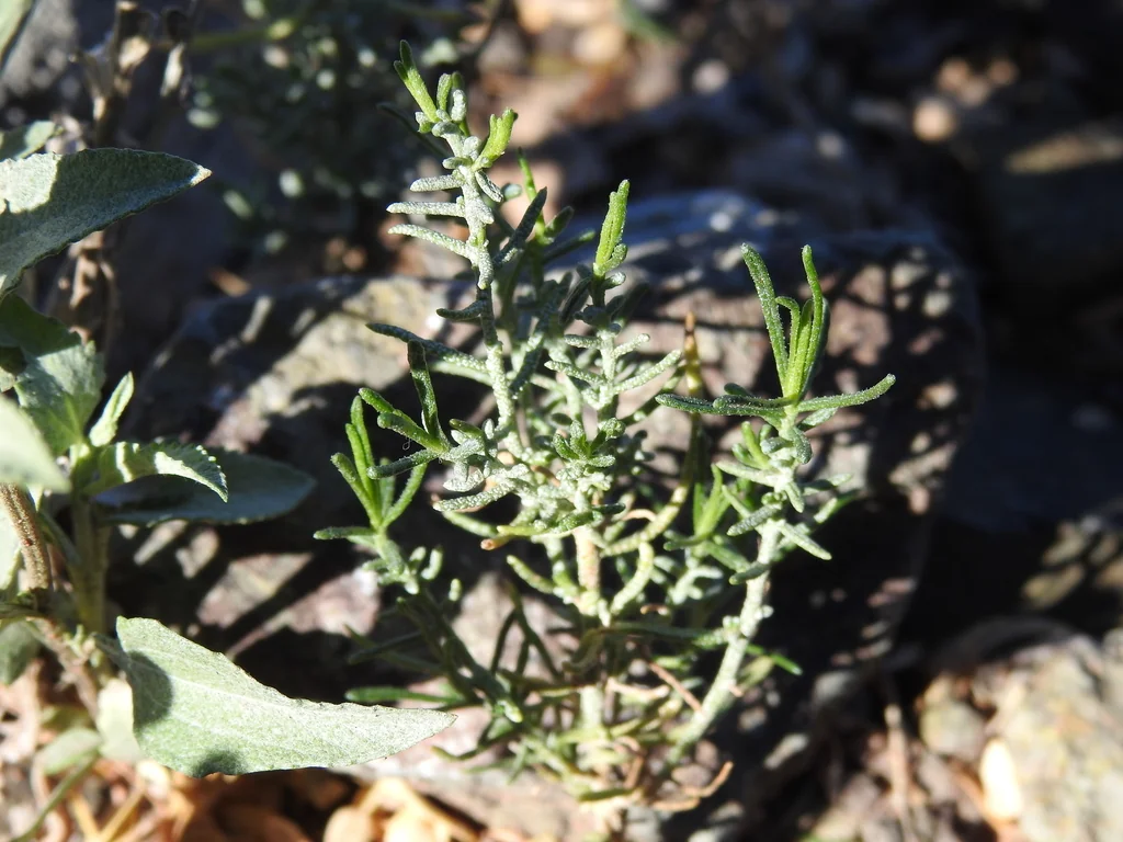 Ericameria Laricifolia