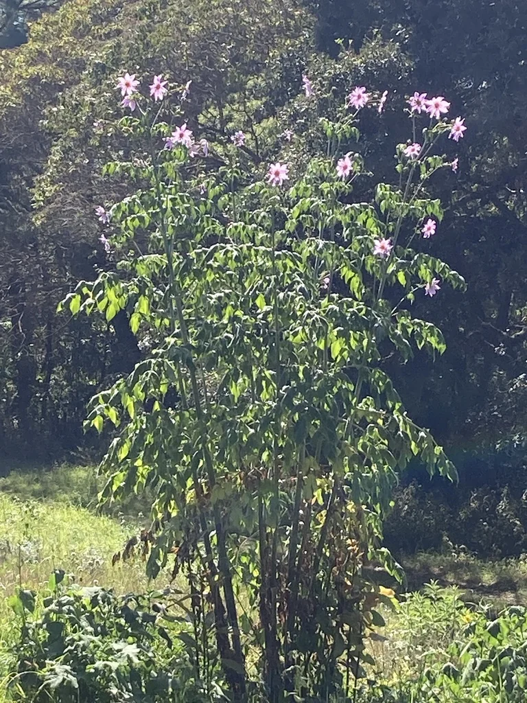 Dahlia Imperialis