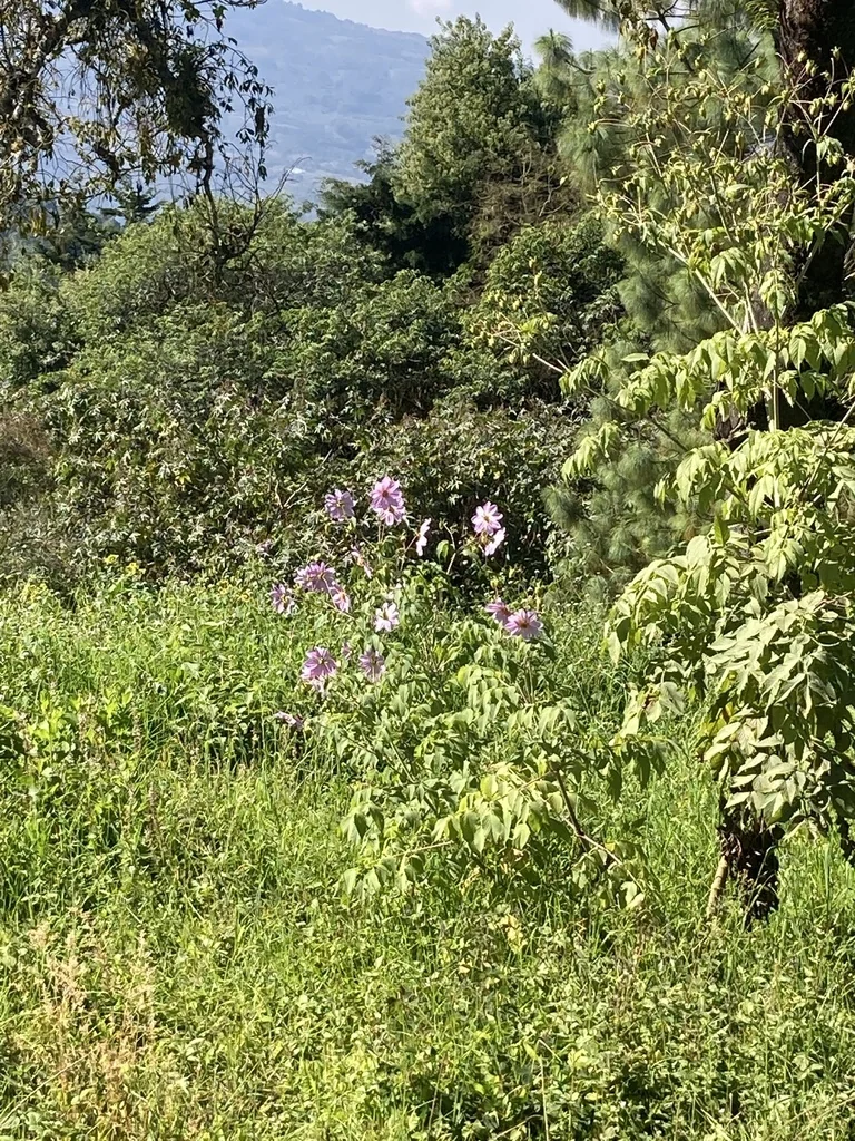 Dahlia Imperialis